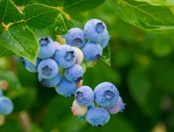 The Blueberry Patch